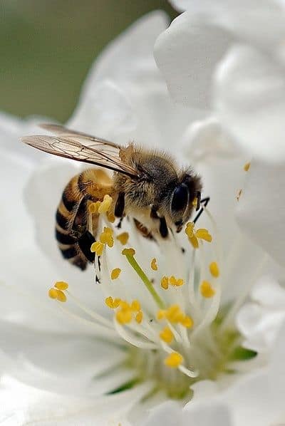 La cire d'abeille est utile pour la préparation d'un savon liquide pour les mains
