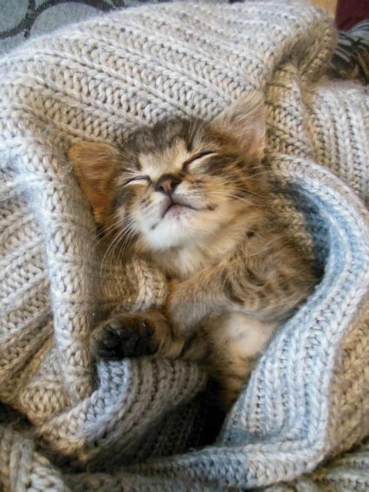 Petit chat dans un tas de laine lavée au naturel